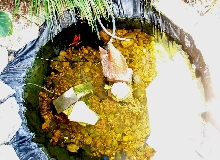 Turtle Pond