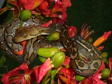 Selayer Retic