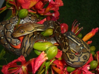 Selayer Retic