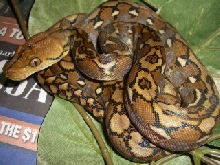 Selayer Retic