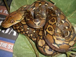 Selayer Retic