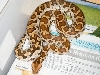 Sri Lanka Python