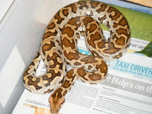Sri Lanka Python