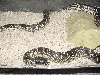 Female Desert Kingsnake