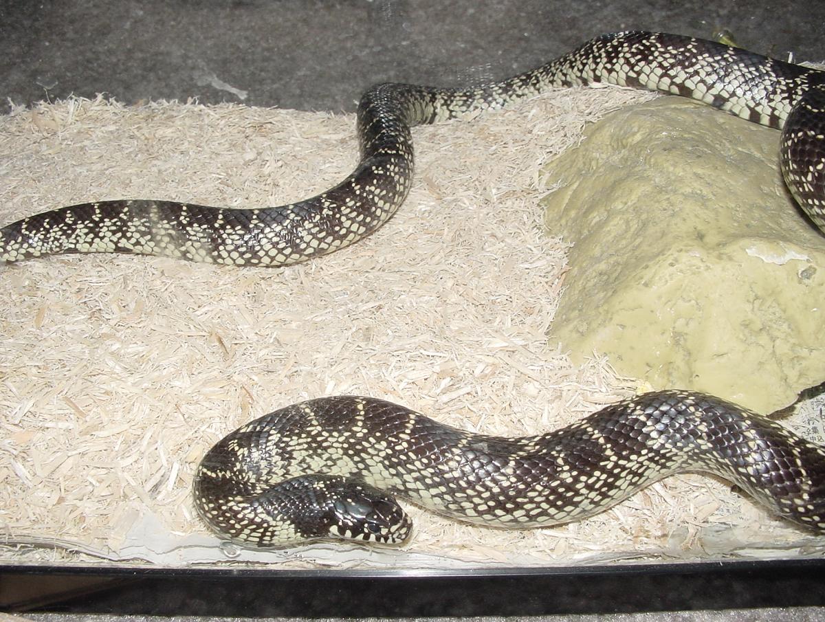 Female Desert Kingsnake