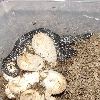 2009 Desert king babies