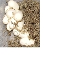 Desert Kingsnake eggs
