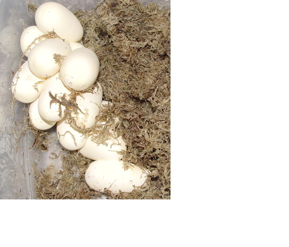Desert Kingsnake eggs
