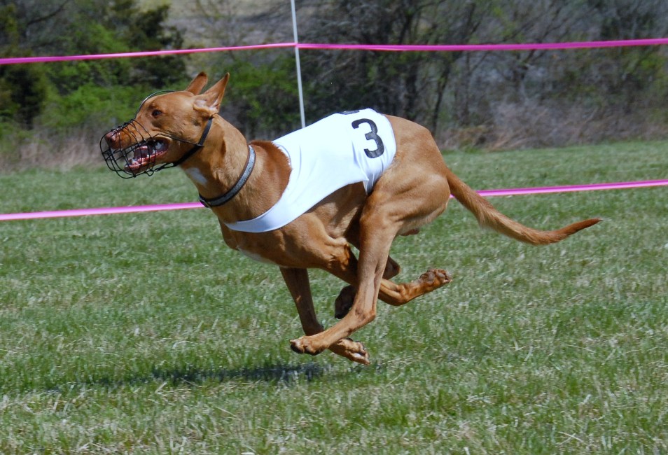 Phalcon enjoying the race