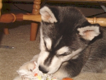 Wonder if he'll grow out of chewing stuff up?? (yeah right)