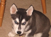 Suka2 - 9 weeks