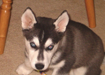 Suka2 - 9 weeks