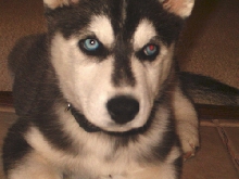 Suka - 9 weeks