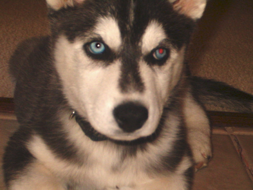 Suka - 9 weeks