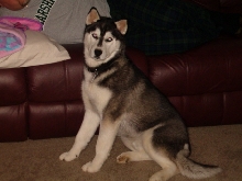 Suka - 7 months old