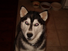 Couldn't get the red-eye out! - 7 months