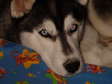 Ol' Blue Eyes