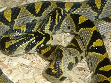 Mandarins breeding '05