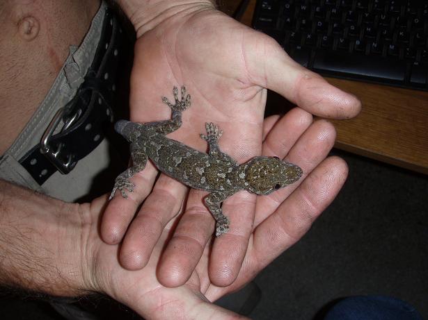 Unknown lizard?