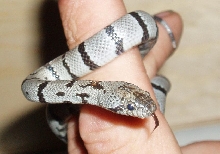 CB 07 Male "Godzilla"