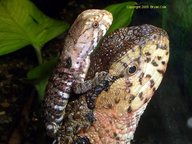 Baby Shini on Mom's head '05