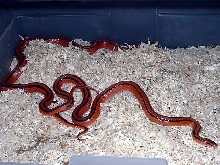 Coxi Breeding '06