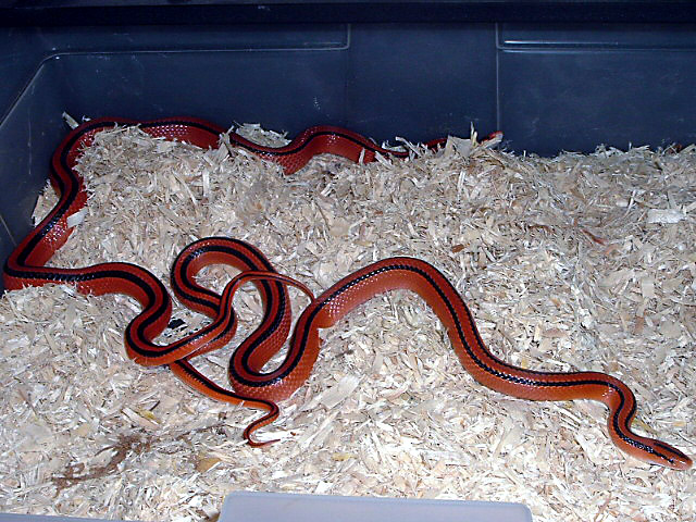 Coxi Breeding '06