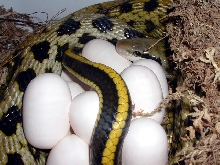 Taiwan with eggs