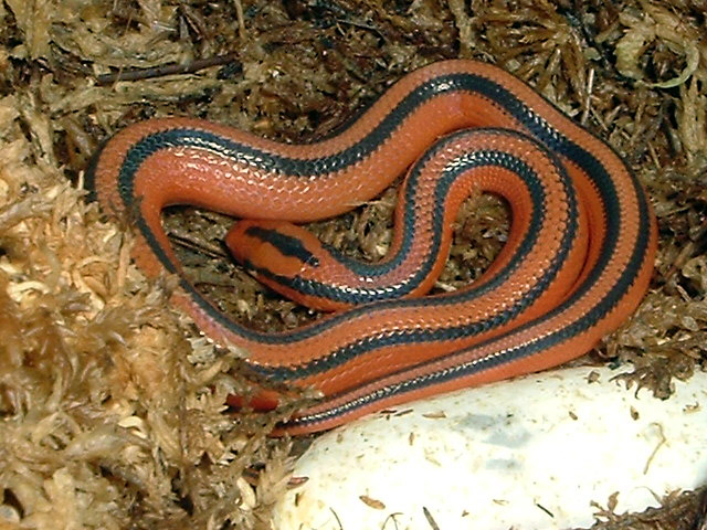 Coxi Hatchling '06