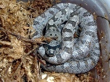 Baird's hatchling '06