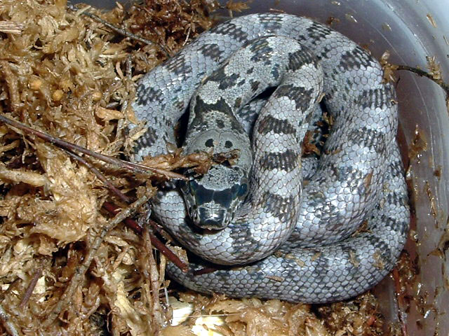 Baird's hatchling '06