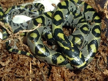 Mandarin hatching '06