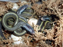 Cave Dwellers hatching '06