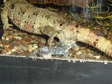Shinisaurus birthing 10/5/04