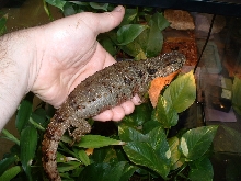 gravid female shinisaurus '03