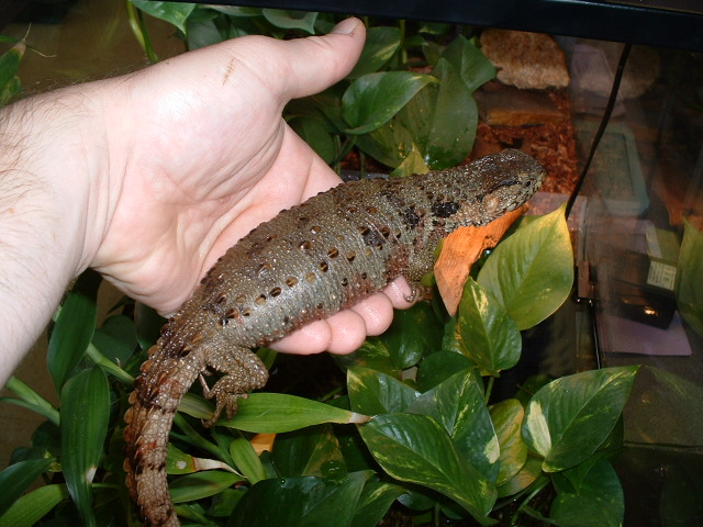 gravid female shinisaurus '03