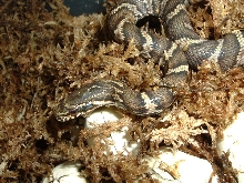 russian hatching