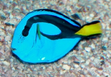 Saltwater - Austin Aquariums