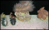 Saltwater Photos