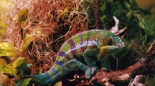 Cobalt Ambanja