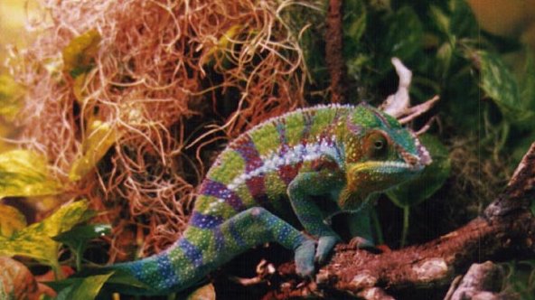 Cobalt Ambanja