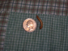 worm