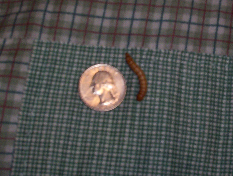 worm