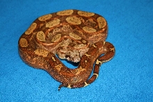 T  male