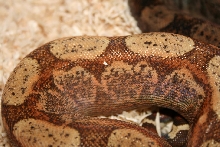 Close up of T 