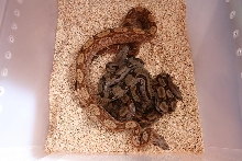 group of CA boas