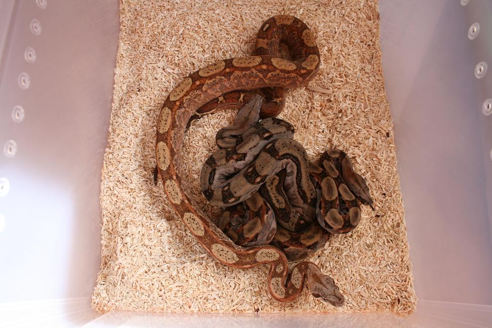 group of CA boas