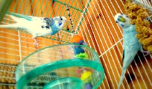 my budgies