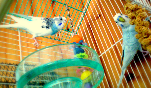 my budgies