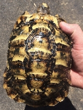 largest female Moroccan top view